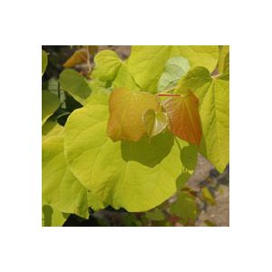 Cercis canadensis "Hearts of Gold" Thumbnail