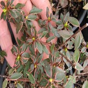 Abelia grandiflora "Panache" Thumbnail