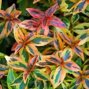 Abelia X grandiflora "Kaleidoscope" Thumbnail