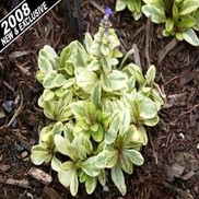 Ajuga reptans "Toffee Chip" Thumbnail