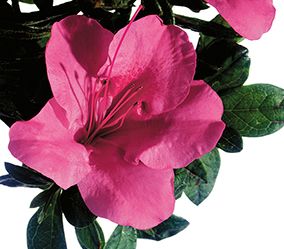 Rhododendron hybrid "Conlet" Thumbnail