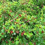 Cotoneaster apiculatus "Cranberry" Thumbnail