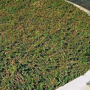 Cotoneaster dammeri "Coral Beauty" Thumbnail