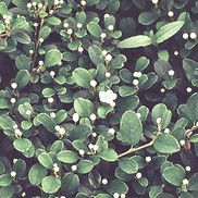 Cotoneaster dammeri "Streibs Findling" Thumbnail