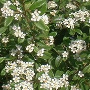 Cotoneaster salicifolius "Scarlet leader" Thumbnail