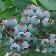Vaccinium "Climax" Thumbnail