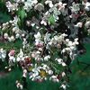 CRAPAPPLE WEEPING RED JADE