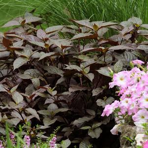 Alternanthera dentata 'JOSEPH'S COAT 'PURPLE KNIGHT''