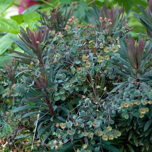 Euphorbia x 'Nothowlee'