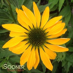 Echinacea 'CONEFLOWER 'LEILANI''