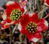 DOGWOOD 'RED'