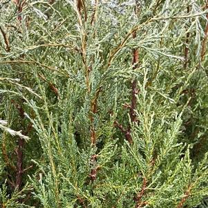 Juniperus scopulorum 'Woodward'