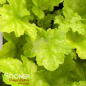 CORAL BELLS 'KEY LIME PIE'