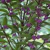 BEAUTYBERRY 'PURPLE PRIDE'