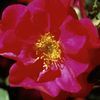 Rosa  'BAIall'