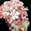 VIBURNUM 'MARY MILTON'