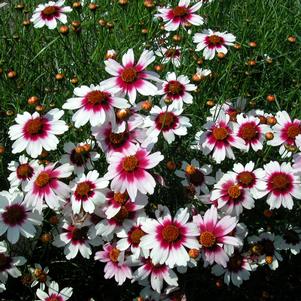 Coreopsis 'TICKSEED 'SWEET DREAMS''