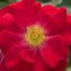 Rosa  'BAIeye'