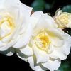 ROSE EASY ELEGANCE MACY'S PRIDE