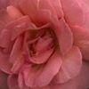 Rosa  'BAIsme'