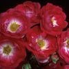 Rosa  'BAIief'