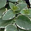 PERIWINKLE 'VARIEGATED VINCA'