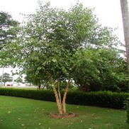 Betula nigra 'Heritage'
