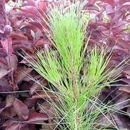 Pinus elliottii 'Slash'