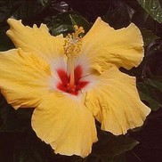 TROPICAL HIBISCUS SUNDANCE