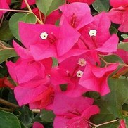 Bougainvillea  'Juanita Hatten'