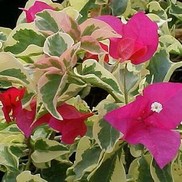 Bougainvillea  'Raspberry'