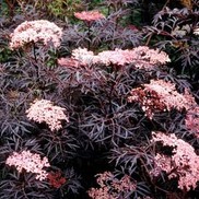 Sambucus nigra 'Eva'