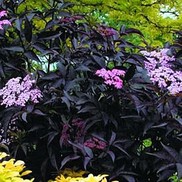 Sambucus nigra 'Gerda'