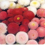 Bellis 