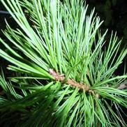 Pinus flexilis 'Limber'