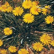Gazania linearis 'Colorado Gold'