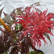 Acer dissectum (Laceleaf) 'Red Dragon'