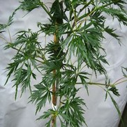Acer dissectum (Laceleaf) 'Viridis'