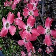 Cornus florida 'Cherokee Chief'