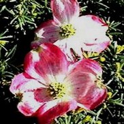 Cornus florida 'Comco No. 1'