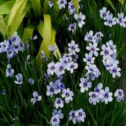 Sisyrinchium  'Devon Skies'