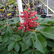 Aesculus pavia