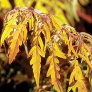Rhus  'Bailtiger'