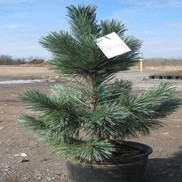 Pinus flexilis 'Vanderwolf's'