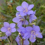 Polemonium x hybrid