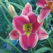 Hemerocallis hybrid