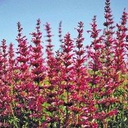 Agastache mexicana 'Sangria'