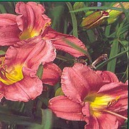 Hemerocallis hybrid 'Rosy Returns'