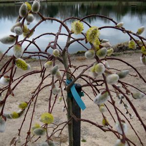 Salix caprea 'Pendula'