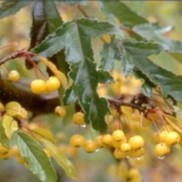 Malus transitoria 'Schmidtcutleaf'